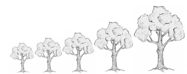 This chart shows the approximate size of trees on different rootstocks.